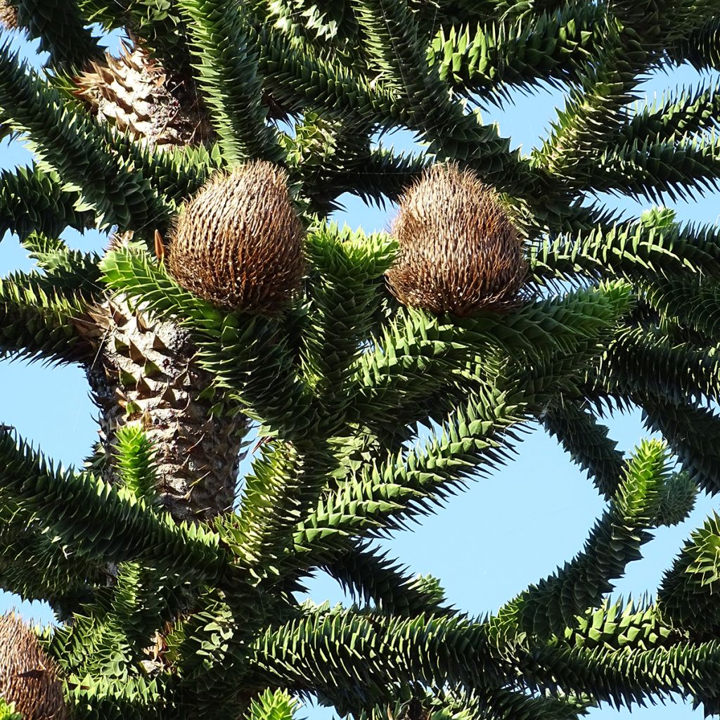 Araucaria araucana - Apenboom