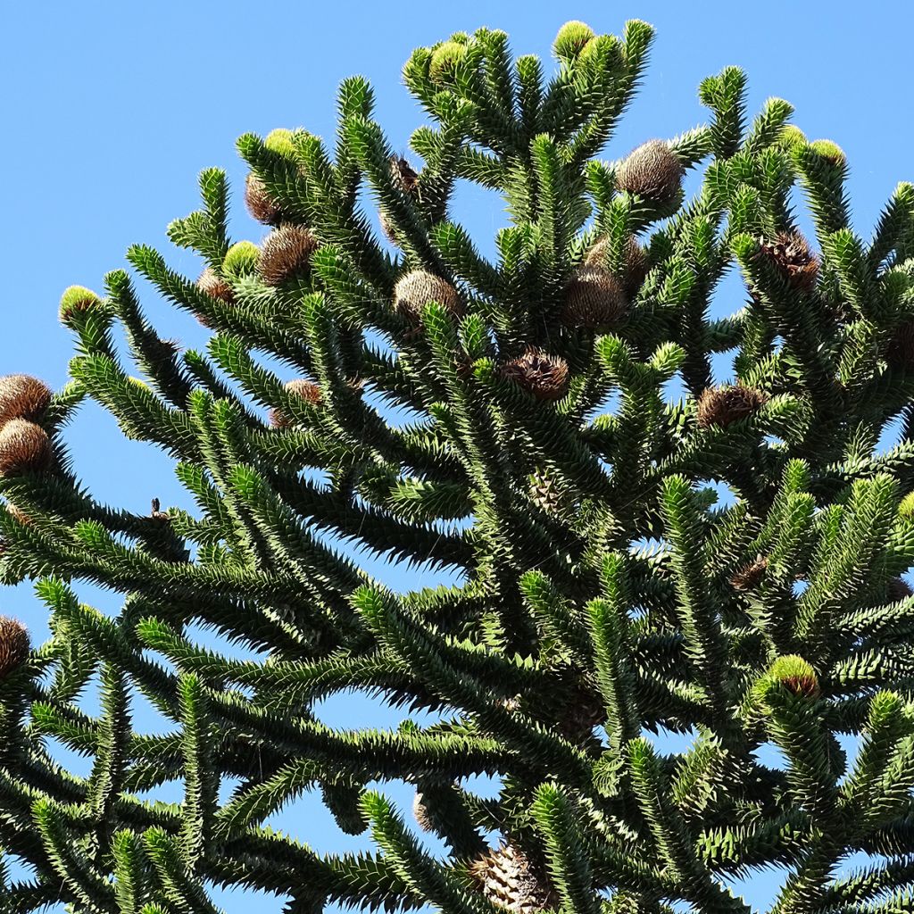 Araucaria araucana - Apenboom