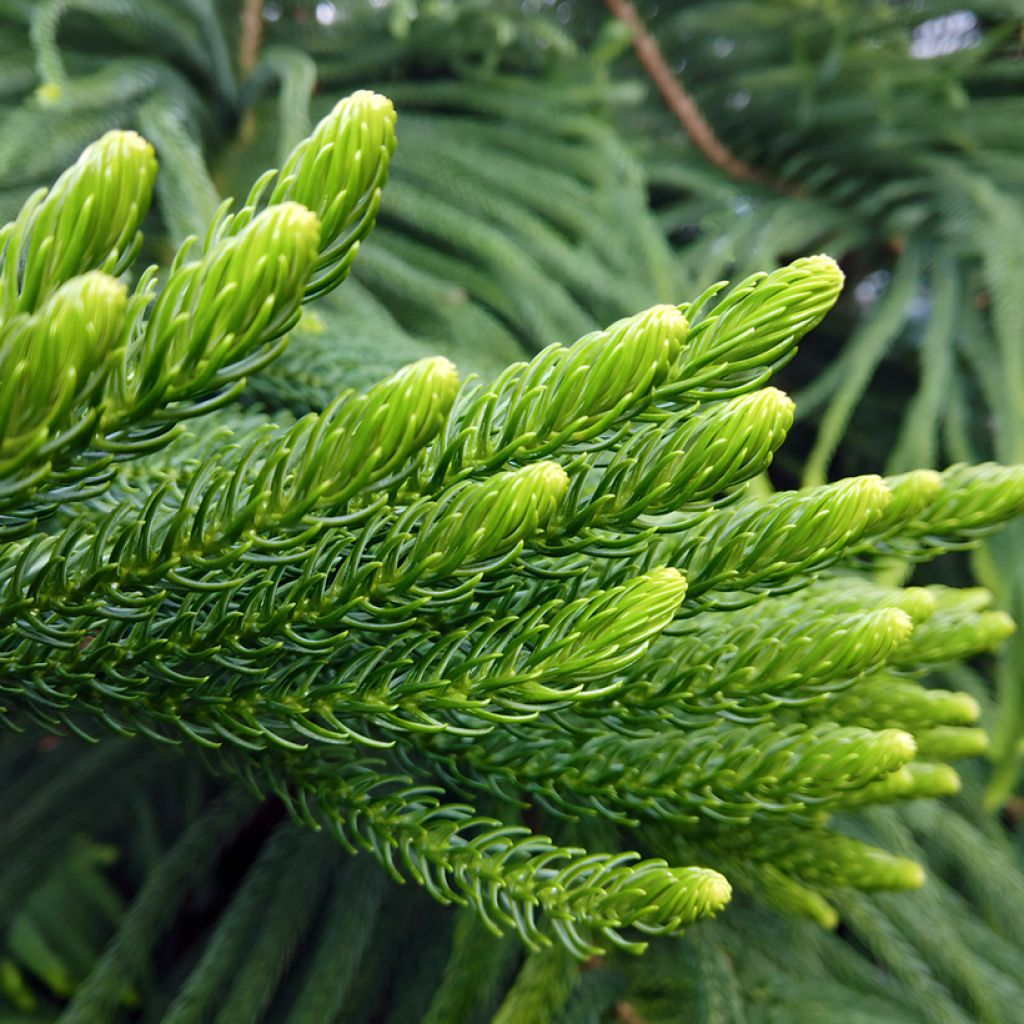 Araucaria heterophylla - Kamerden