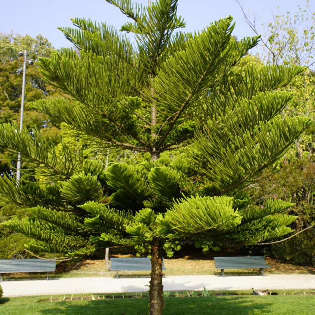 Araucaria heterophylla - Kamerden