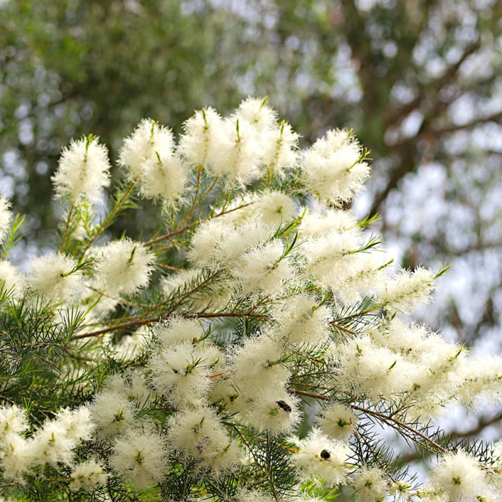 Melaleuca alternifolia - Theeboom