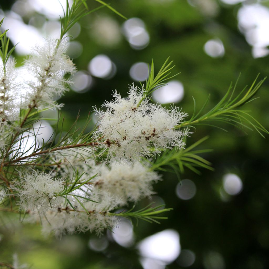 Melaleuca alternifolia - Theeboom