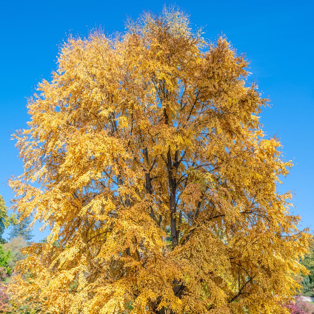 Cercidiphyllum japonicum - Katsuraboom