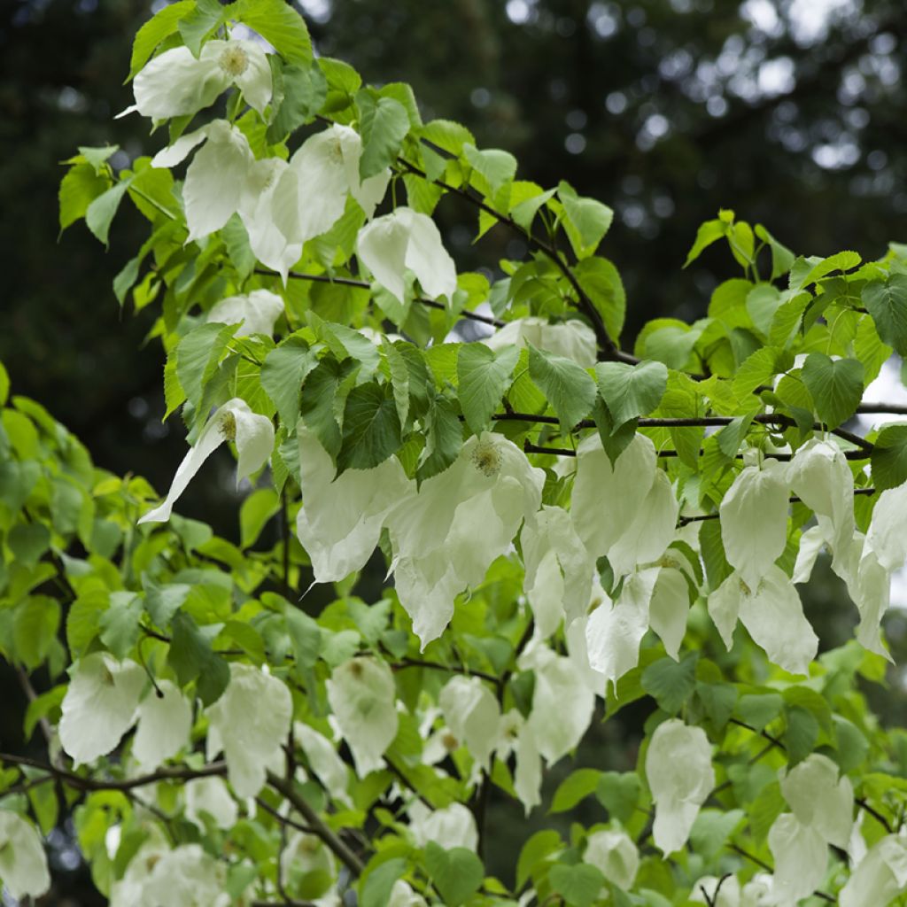 Davidia involucrata - Zakdoekjesboom