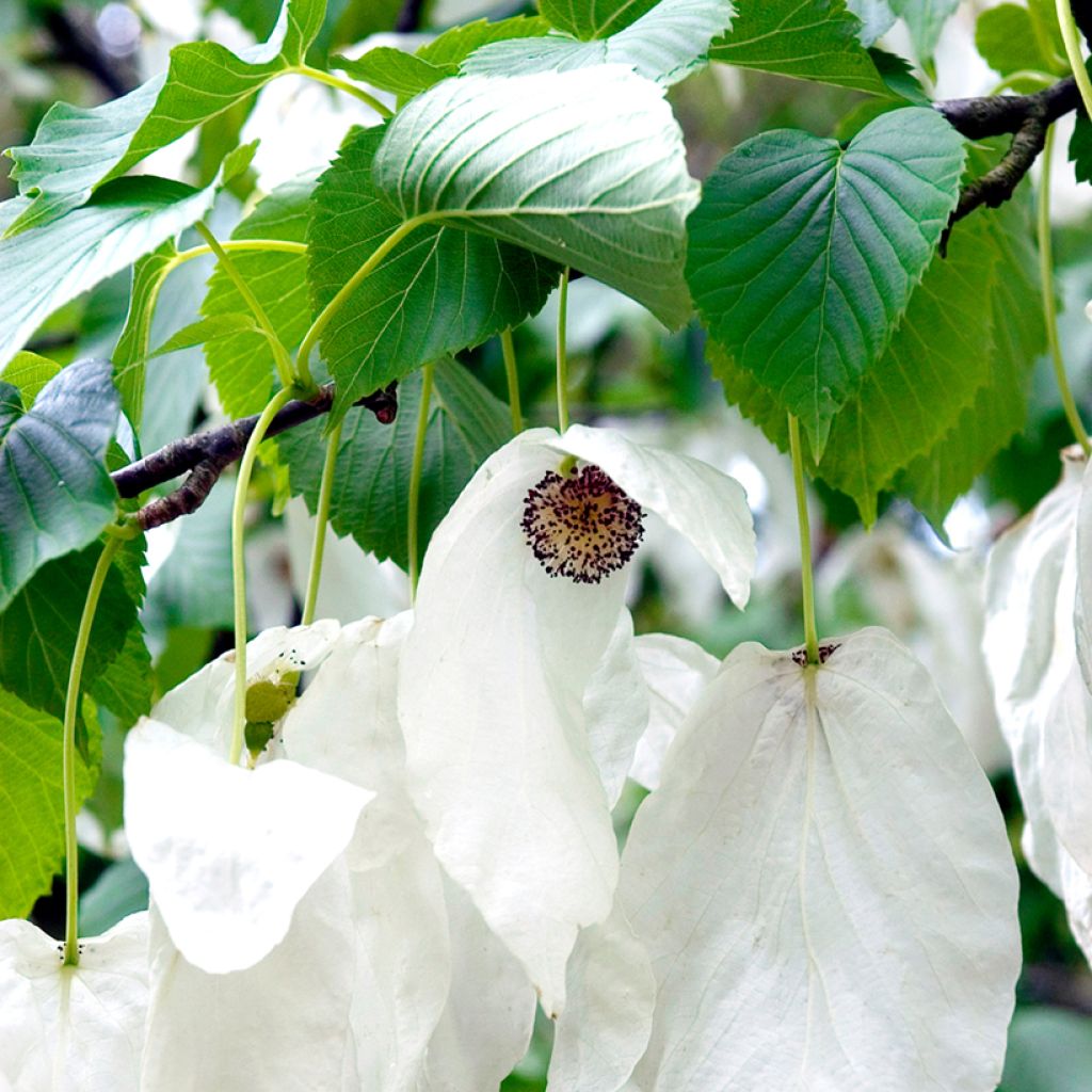 Davidia involucrata - Zakdoekjesboom