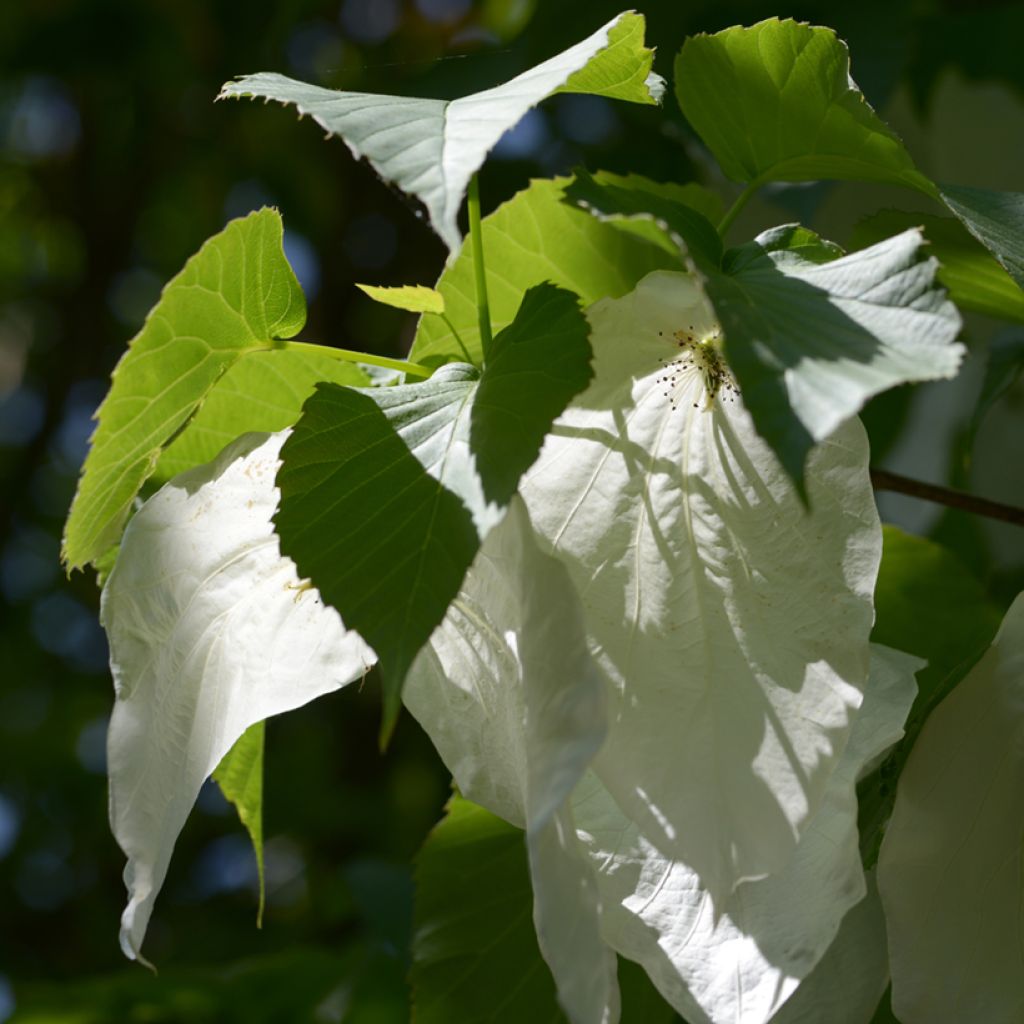 Davidia involucrata - Zakdoekjesboom