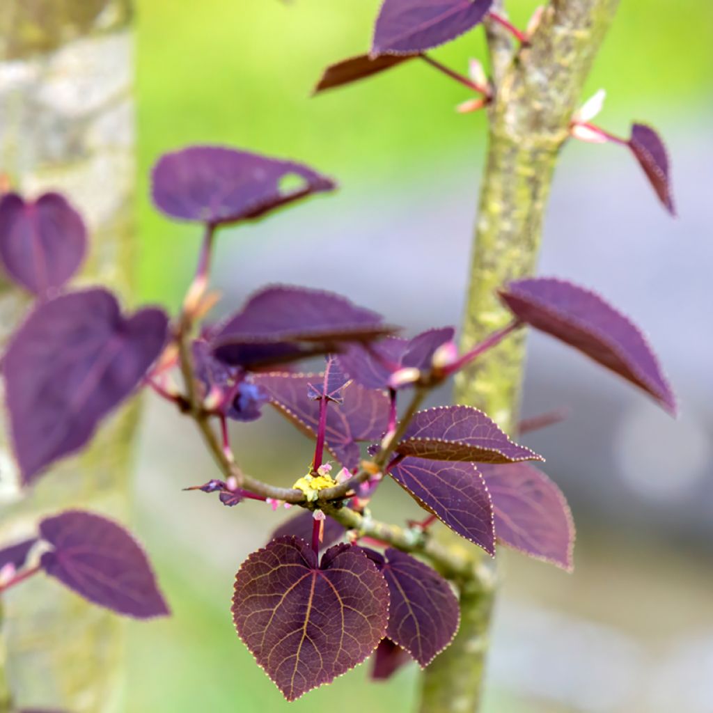 Cercidiphyllum japonicum Rotfuchs - Katsuraboom