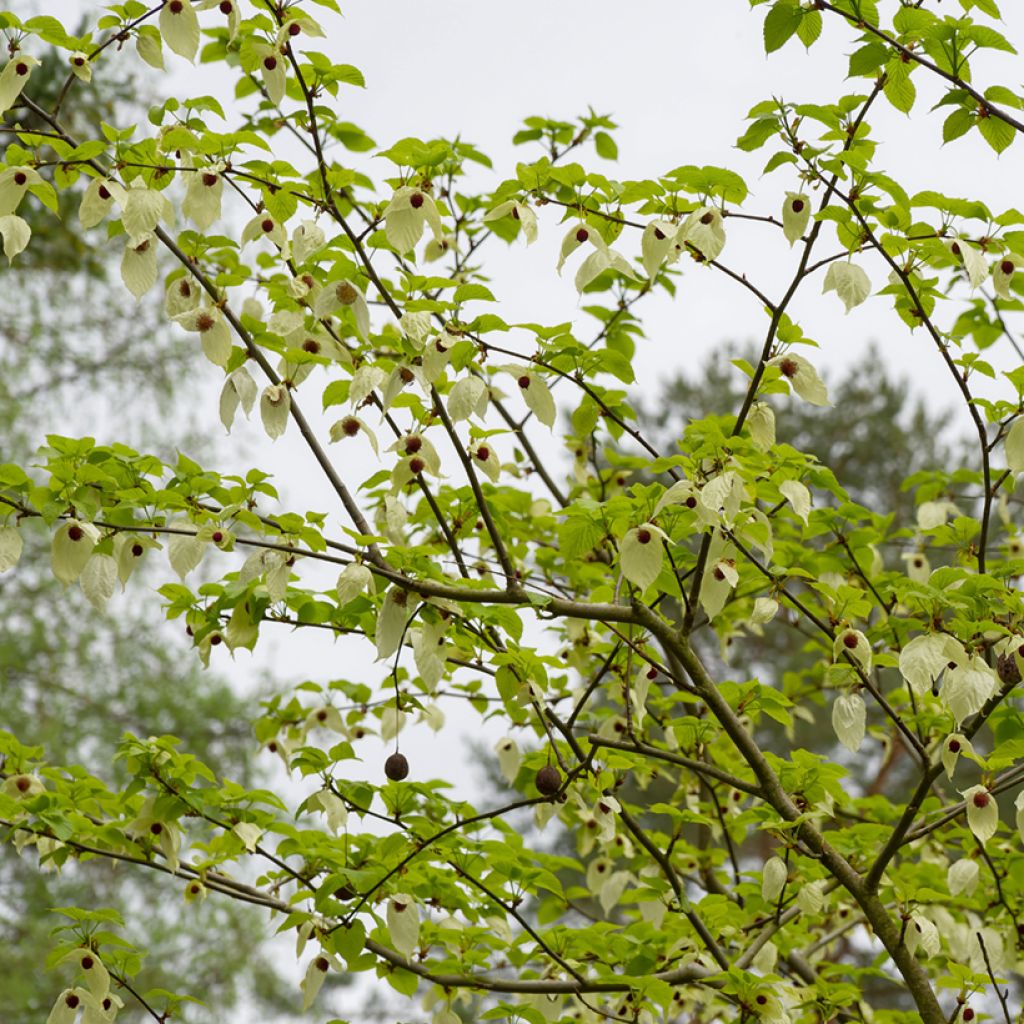 Davidia involucrata vilmoriniana - Zakdoekjesboom
