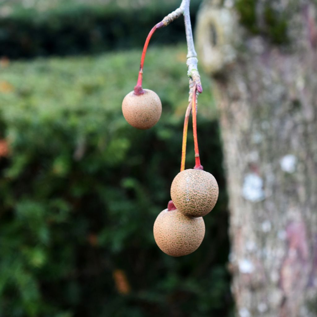 Davidia involucrata vilmoriniana - Zakdoekjesboom