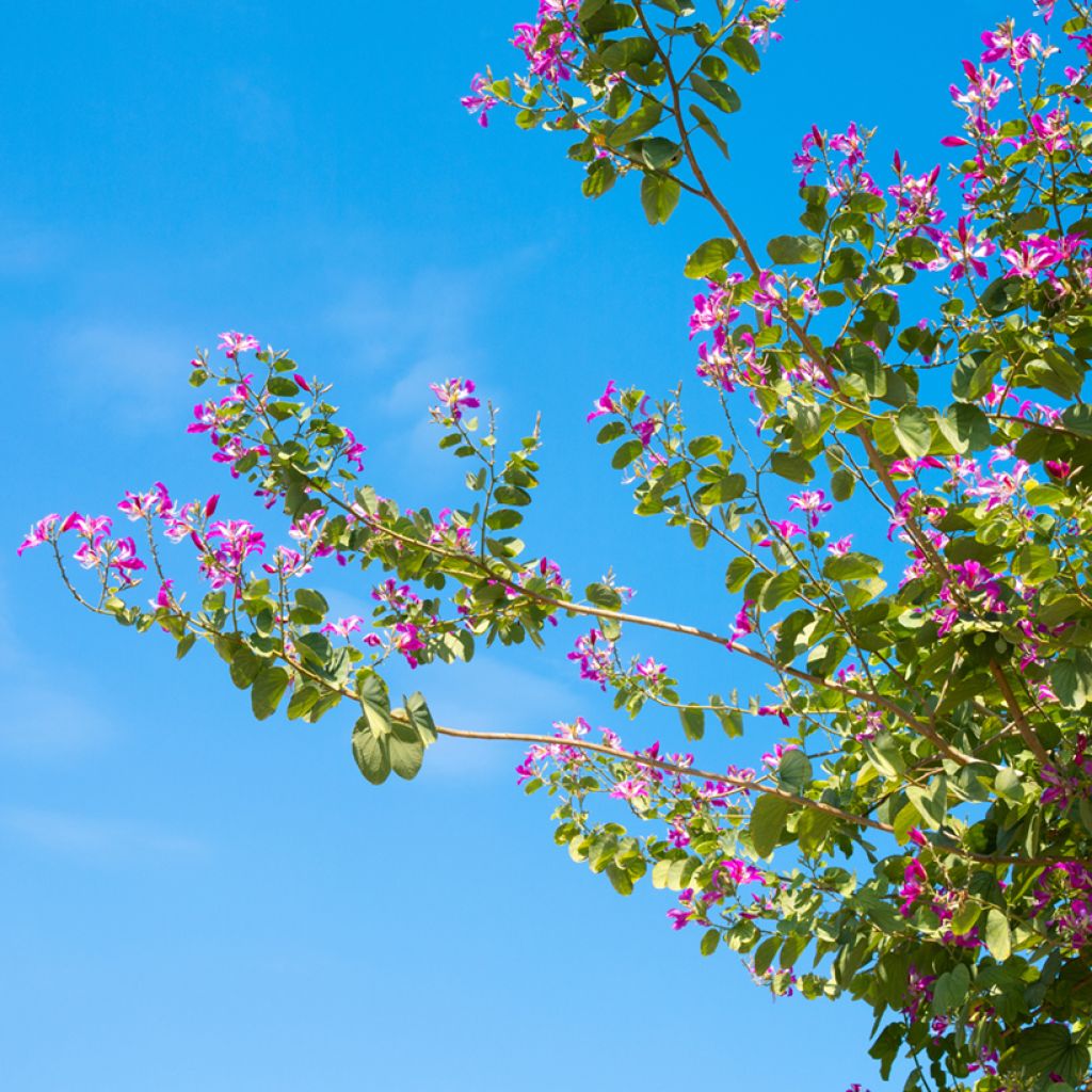 Bauhinia purpurea - Orchideeënboom