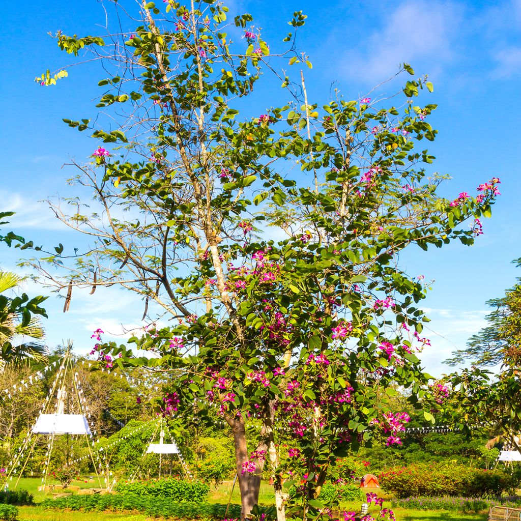 Bauhinia purpurea - Orchideeënboom