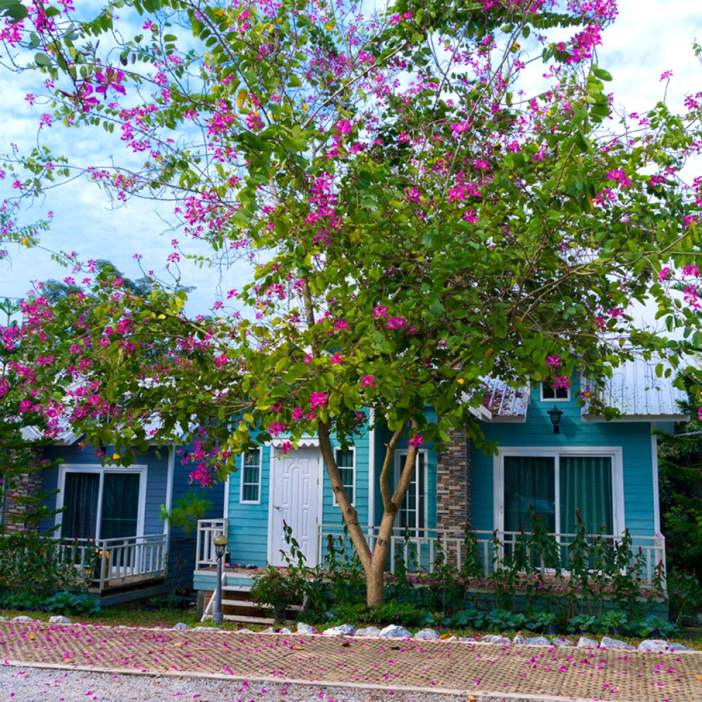 Bauhinia purpurea - Orchideeënboom
