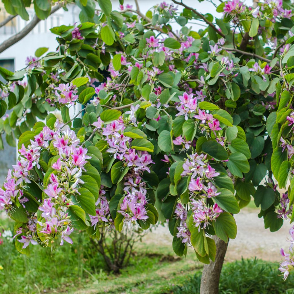 Bauhinia variegata - Orchideeënboom