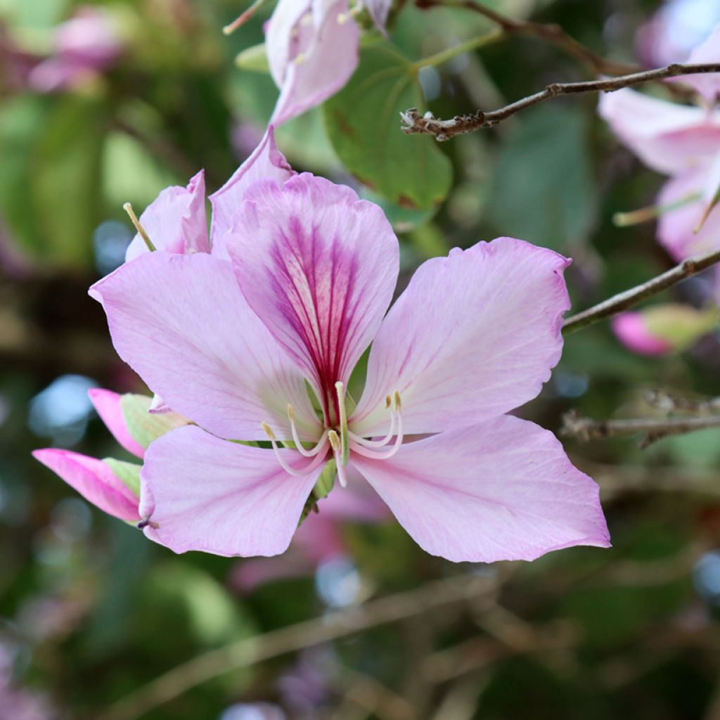 Bauhinia variegata - Orchideeënboom