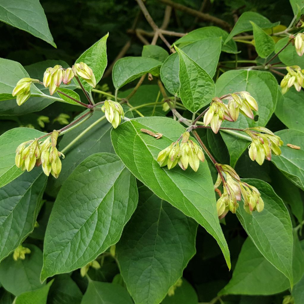 Kansenboom Fargesii - Clerodendrum trichotomum