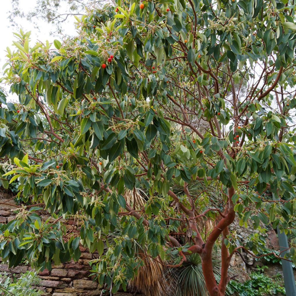 Arbutus andrachne - Griekse aardbeiboom