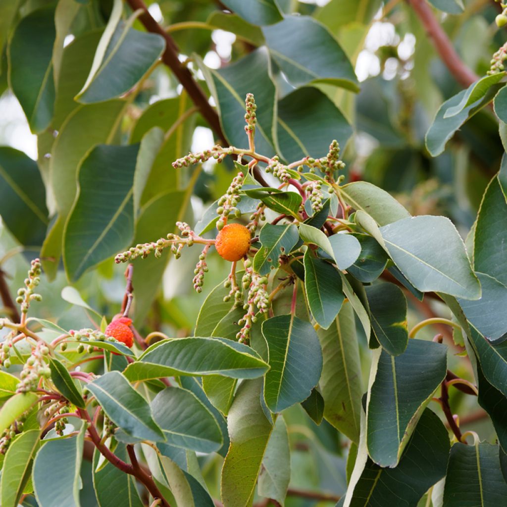 Arbutus andrachne - Griekse aardbeiboom