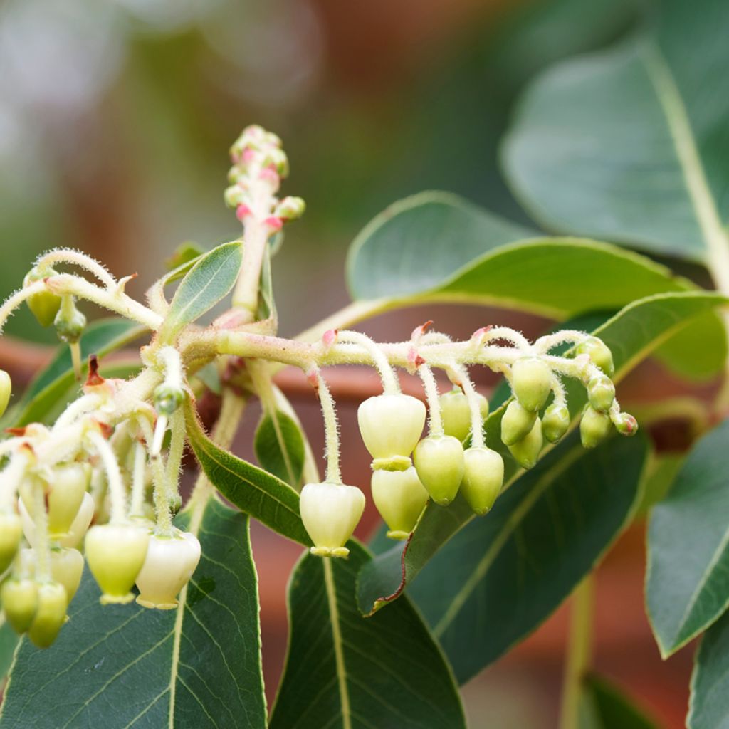 Arbutus andrachne - Griekse aardbeiboom