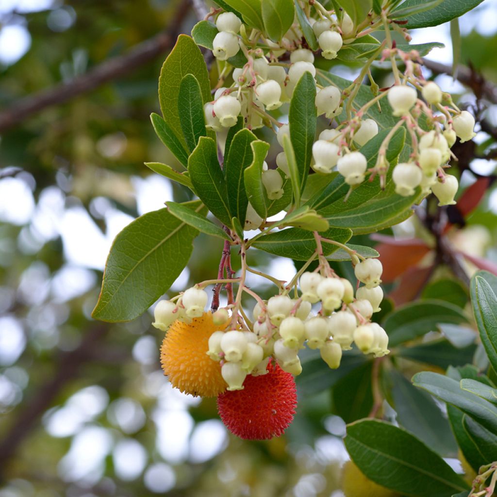 Arbutus unedo - Aardbeiboom