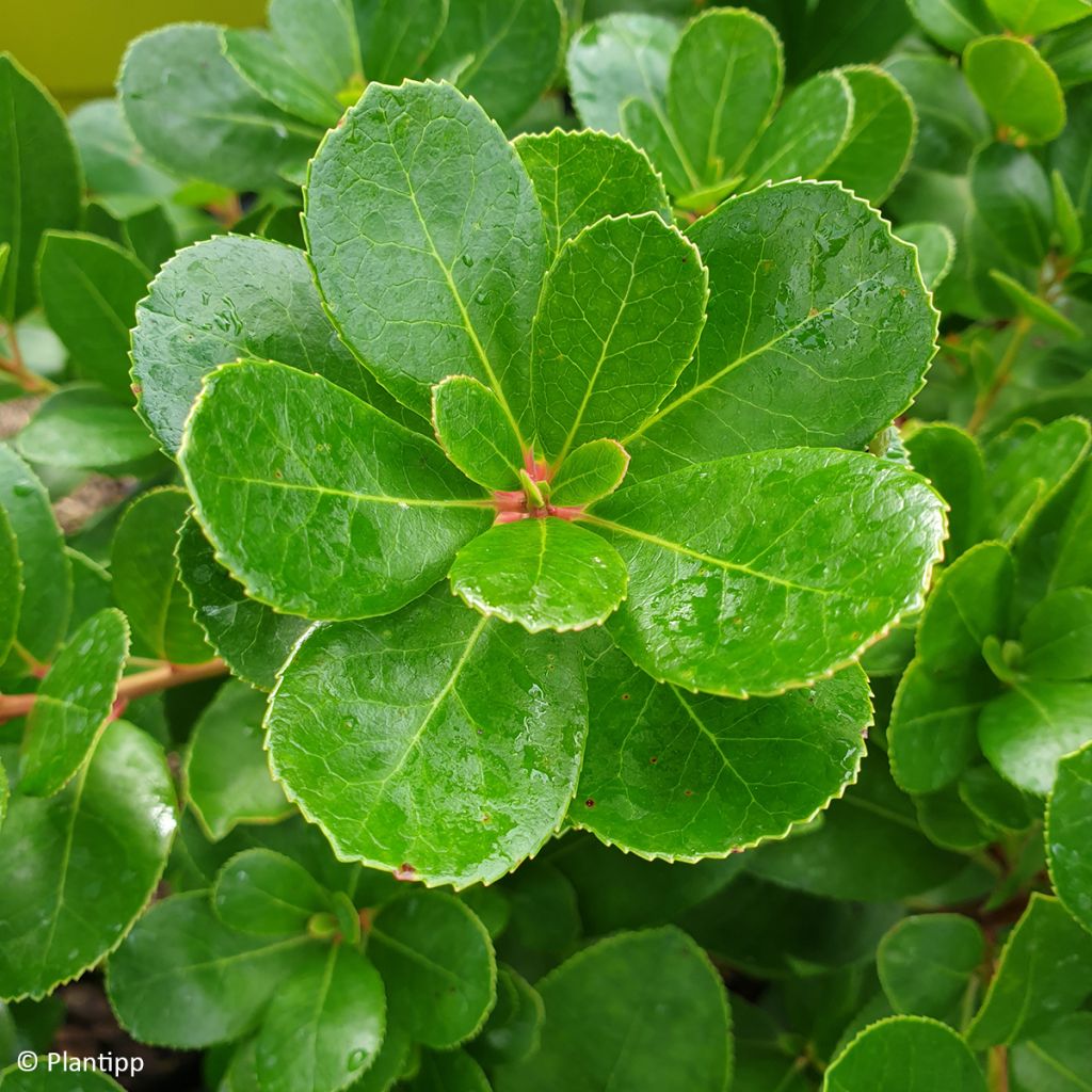Arbutus unedo Peace and Love - Aardbeiboom