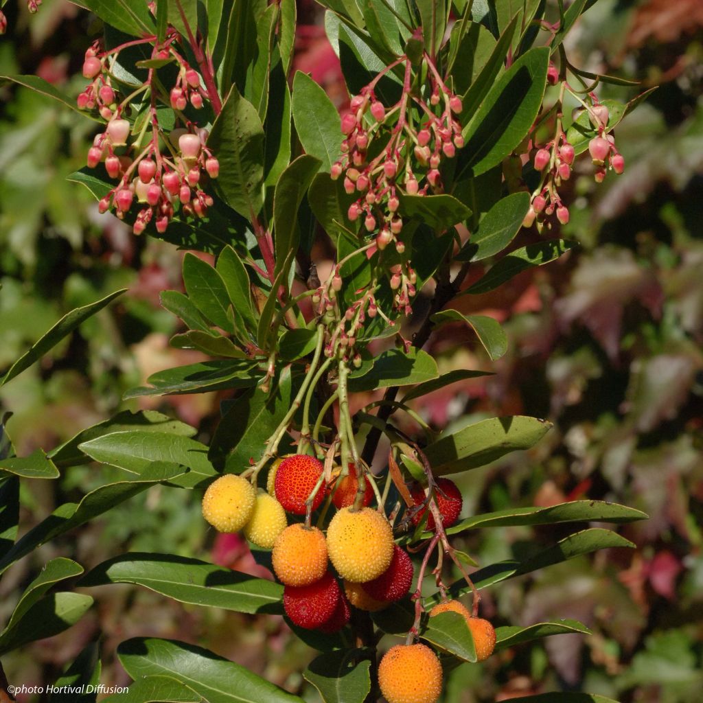 Arbutus unedo Roselily - Aardbeiboom