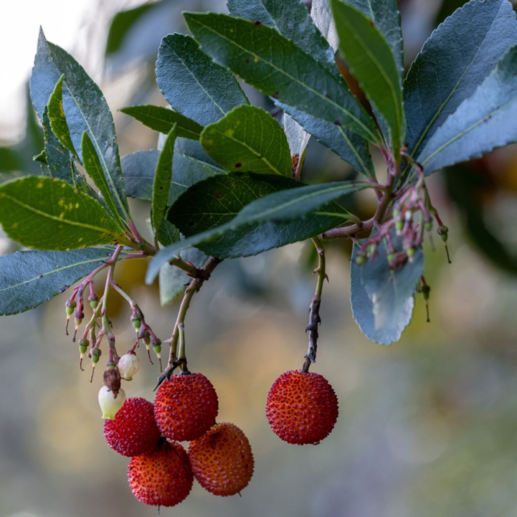 Arbutus unedo Rubra - Aardbeiboom