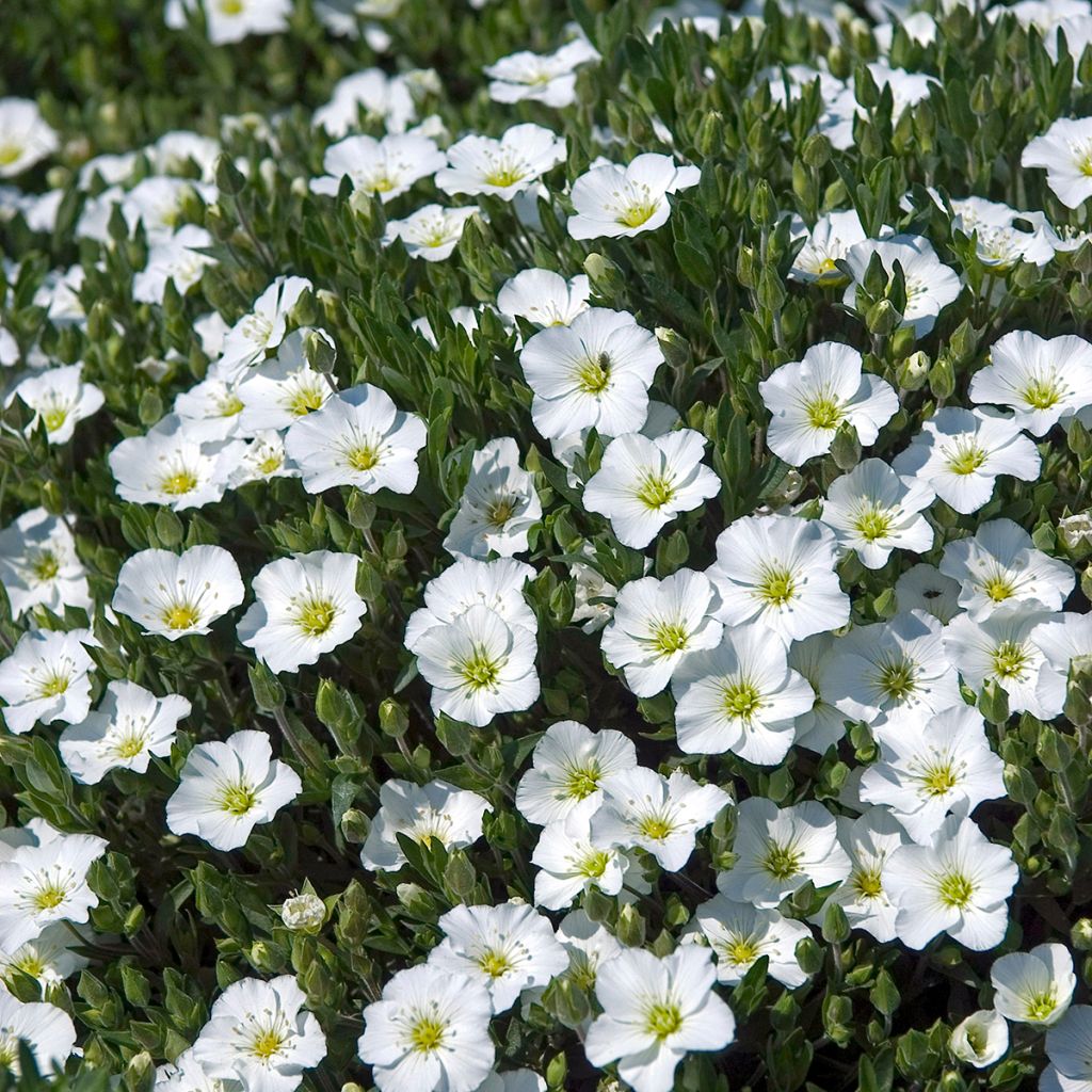 Arenaria montana - Zandkruid