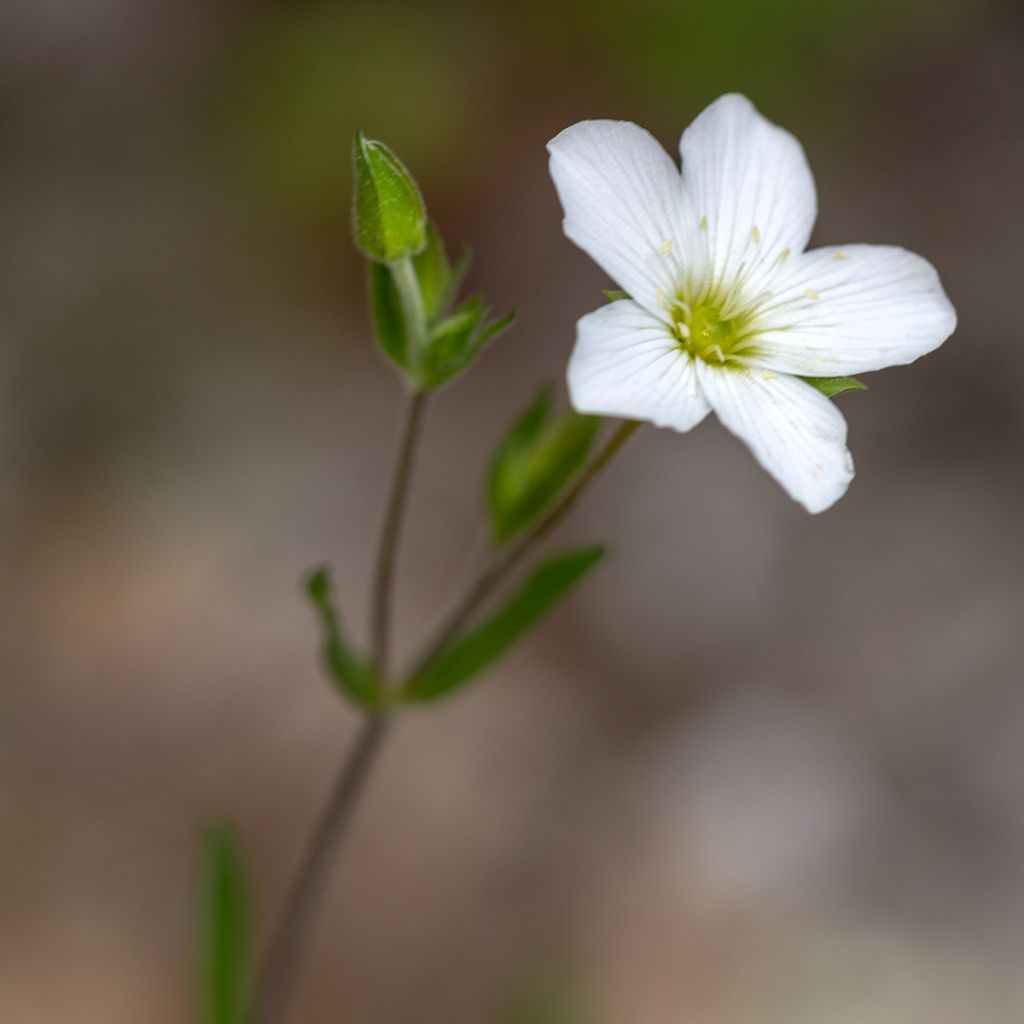 Arenaria montana - Zandkruid