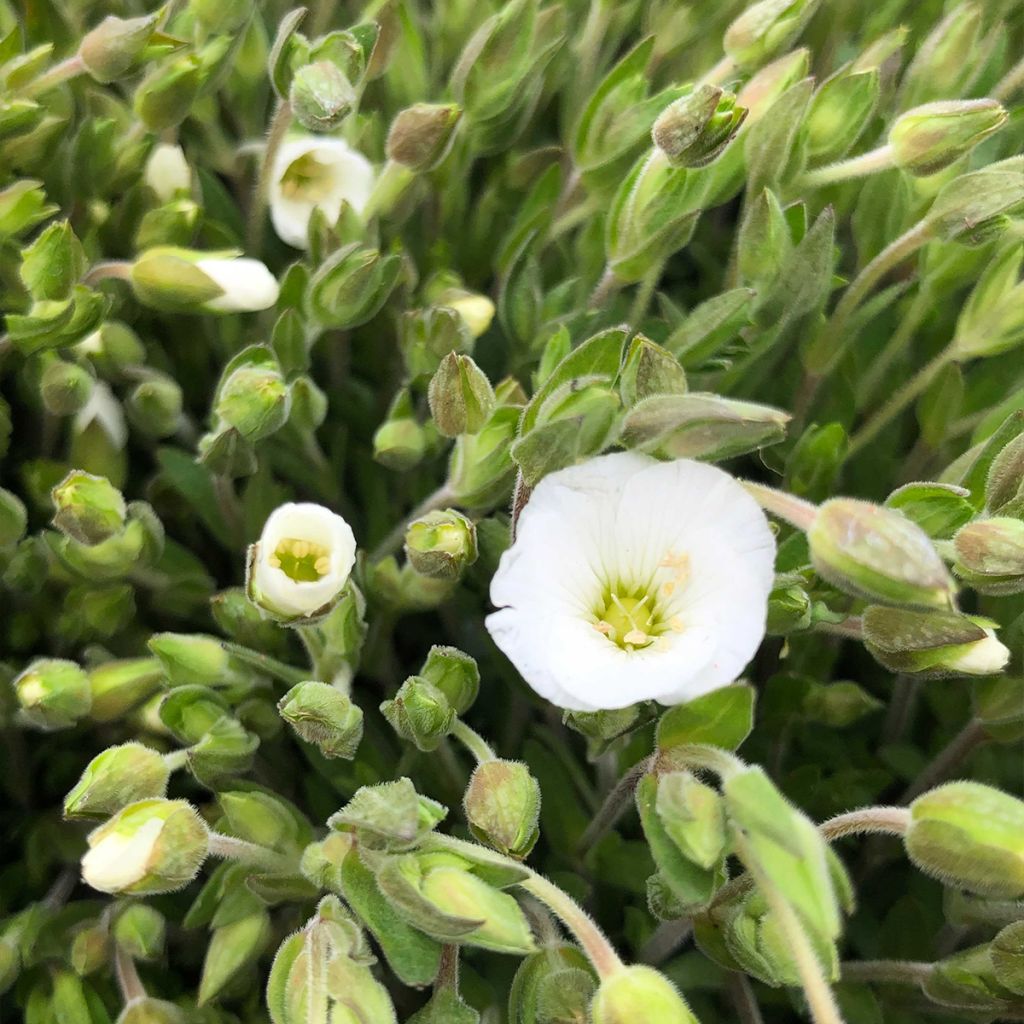Arenaria montana - Sabline des Montagnes