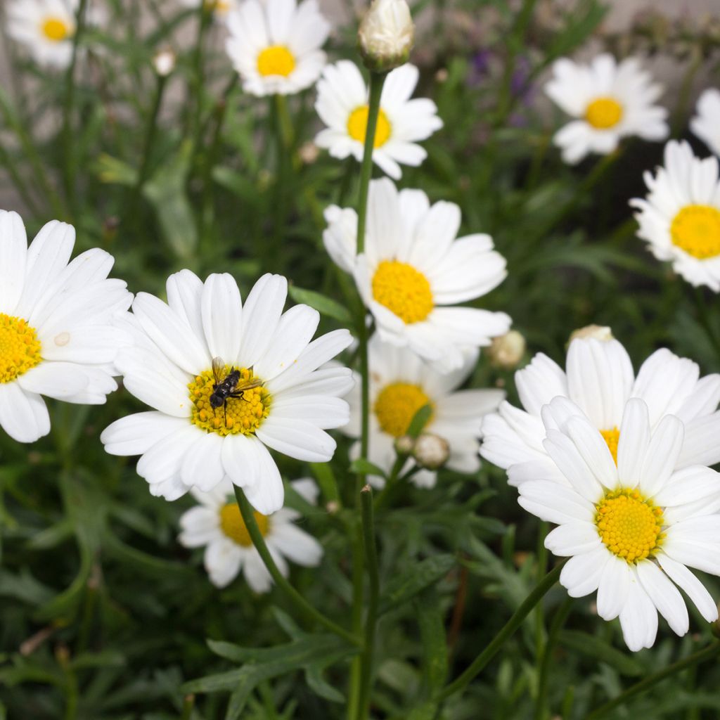 Argyranthemum frutescens Everest White - Struikmargriet wit