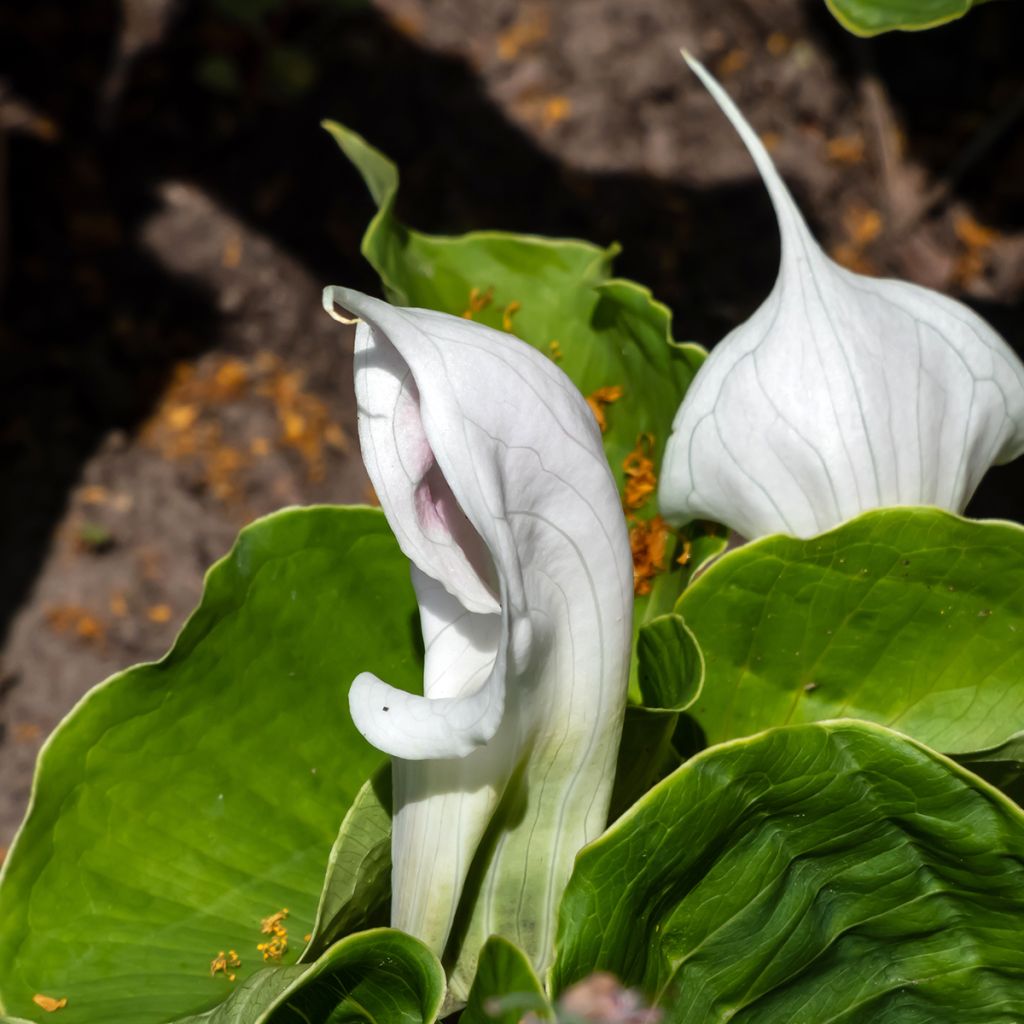 Arisaema candidissimum - Jan-op-de-preekstoel