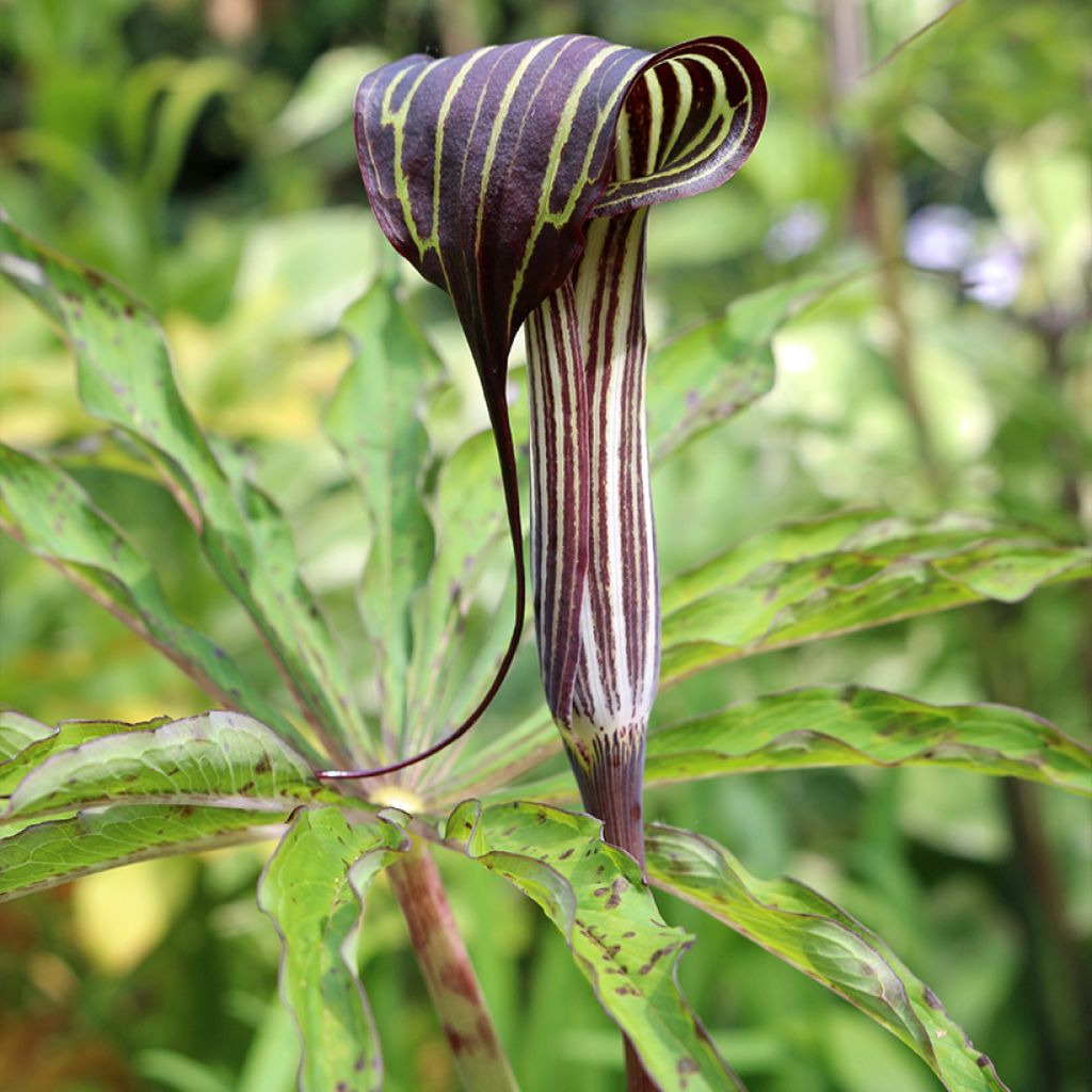 Arisaema consanguineum - Cobralelie