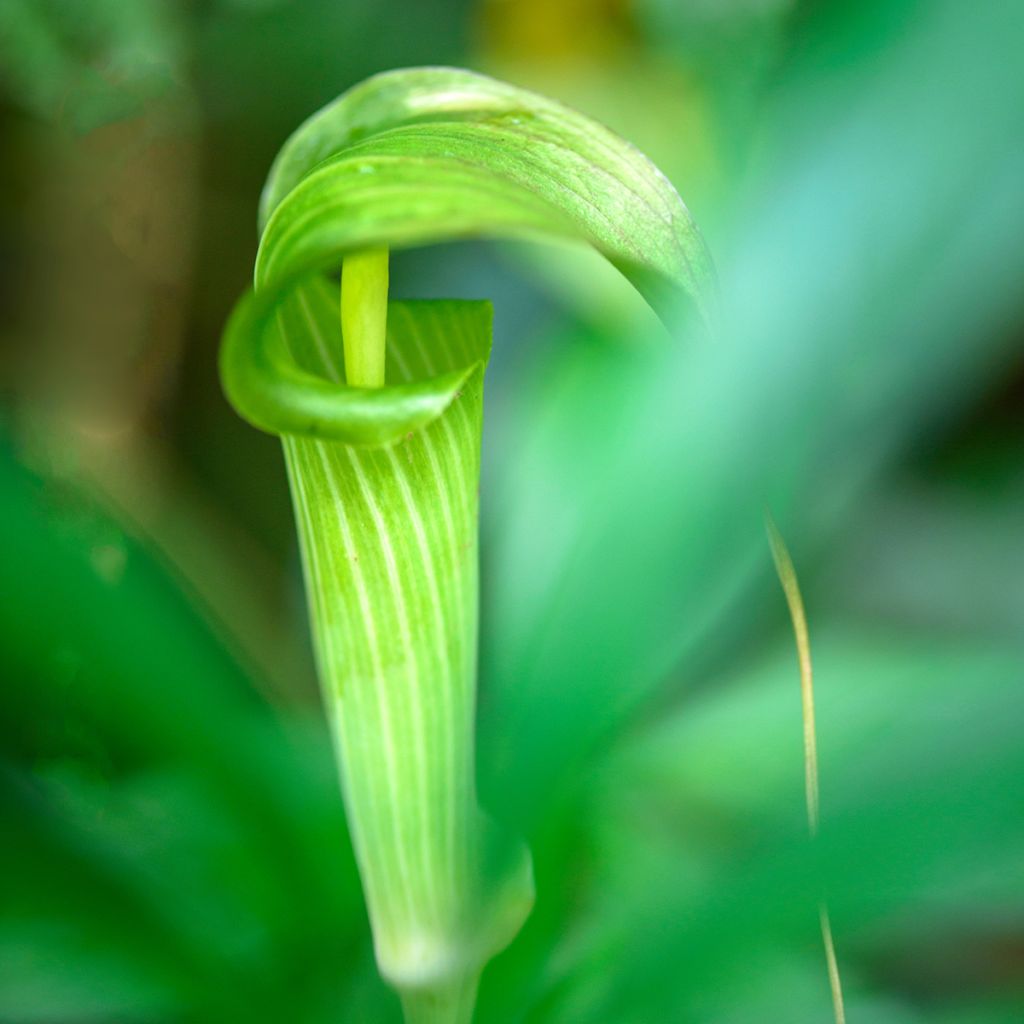 Arisaema erubescens - Cobralelie