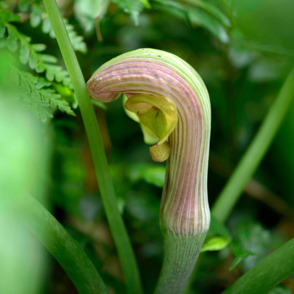 Arisaema erubescens - Cobralelie