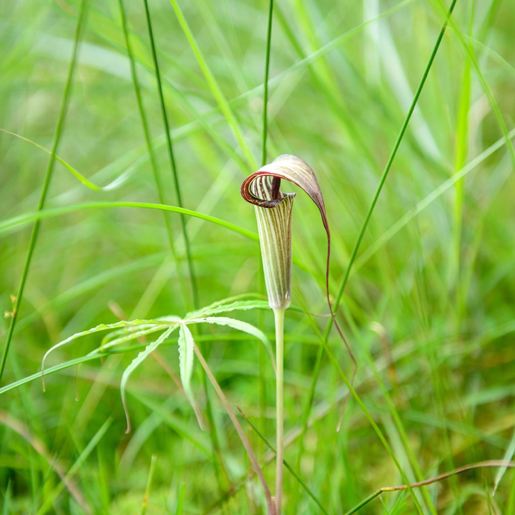Arisaema erubescens - Cobralelie