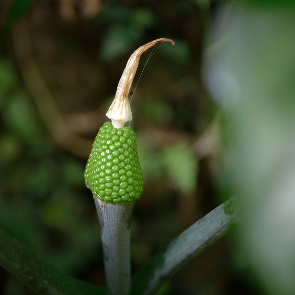 Arisaema erubescens - Cobralelie