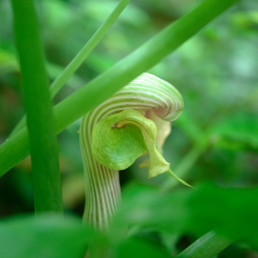 Arisaema erubescens - Cobralelie