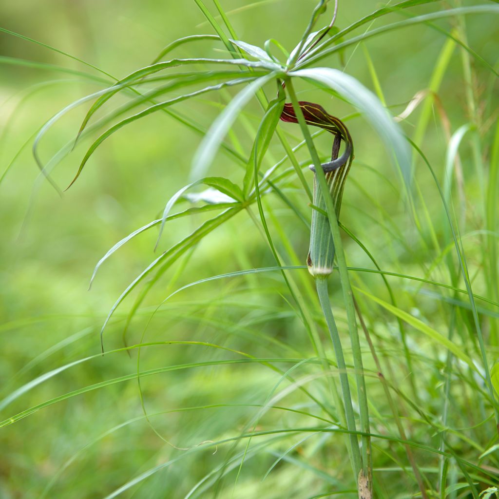 Arisaema erubescens - Cobralelie