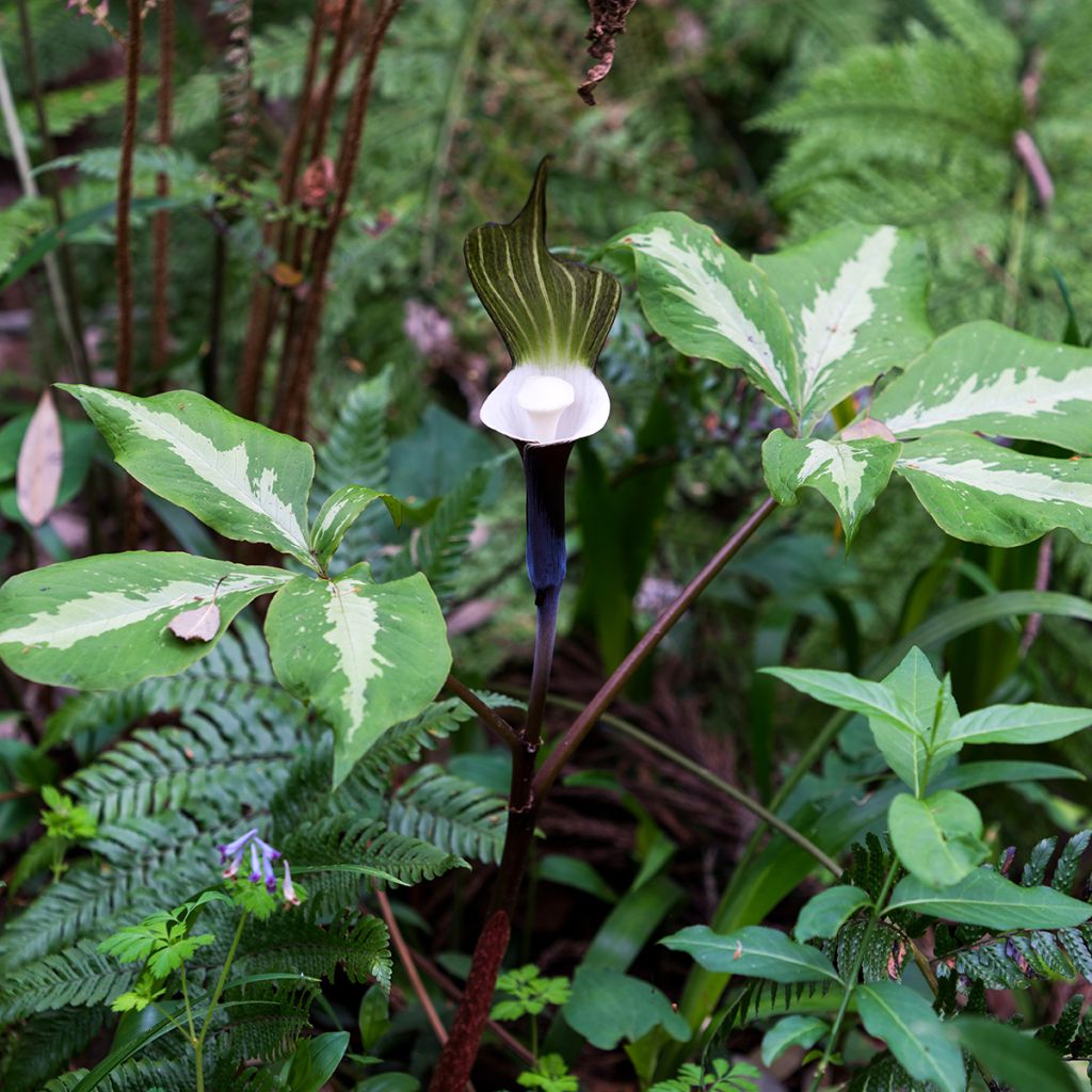 Arisaema sikokianum - Cobralelie