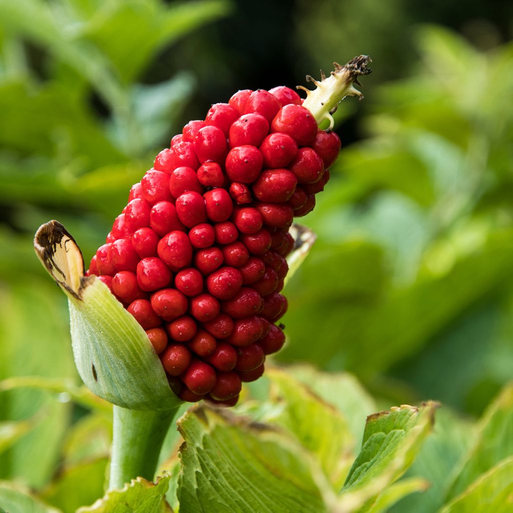 Arisaema tortuosum - Cobralelie