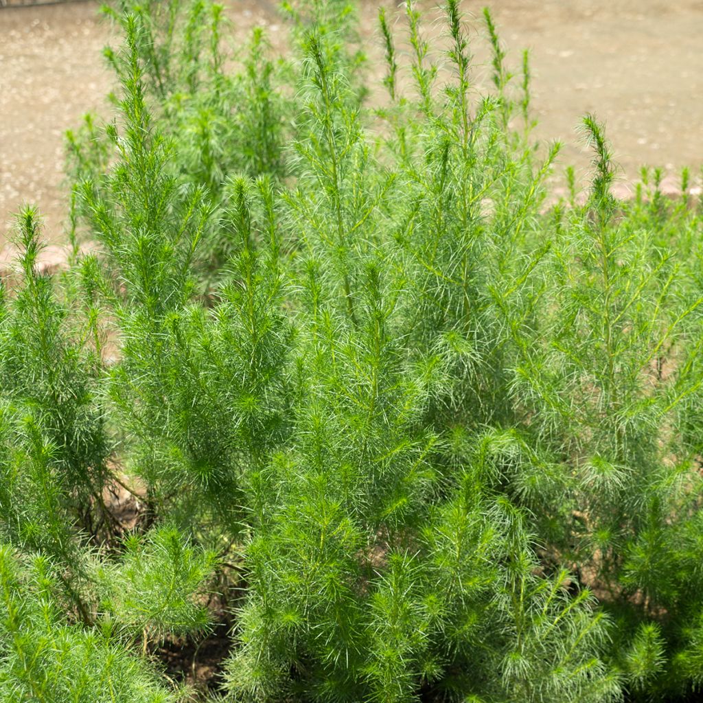 Artemisia capillaris - Welriekende alsem