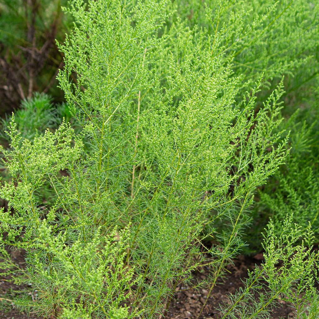 Artemisia capillaris - Welriekende alsem