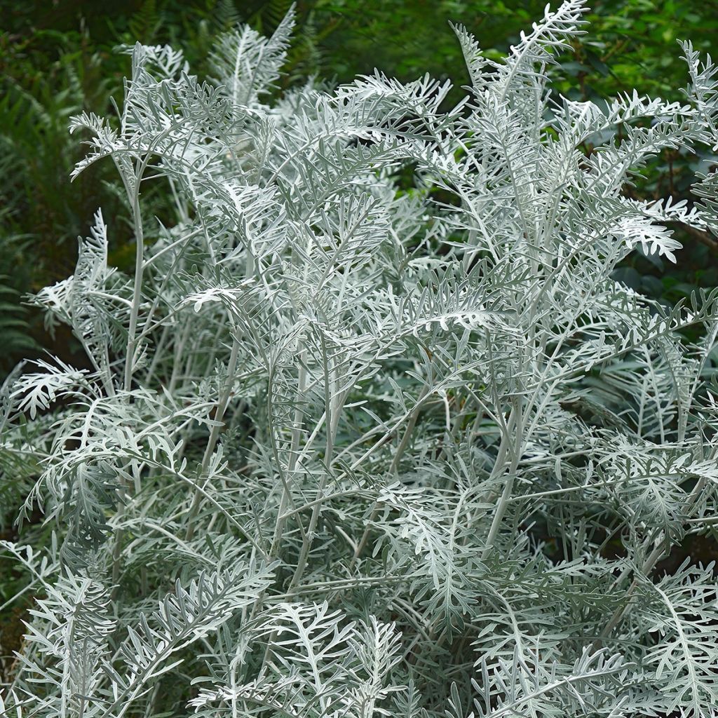 Artemisia arborescens Powis Castle - Alsem