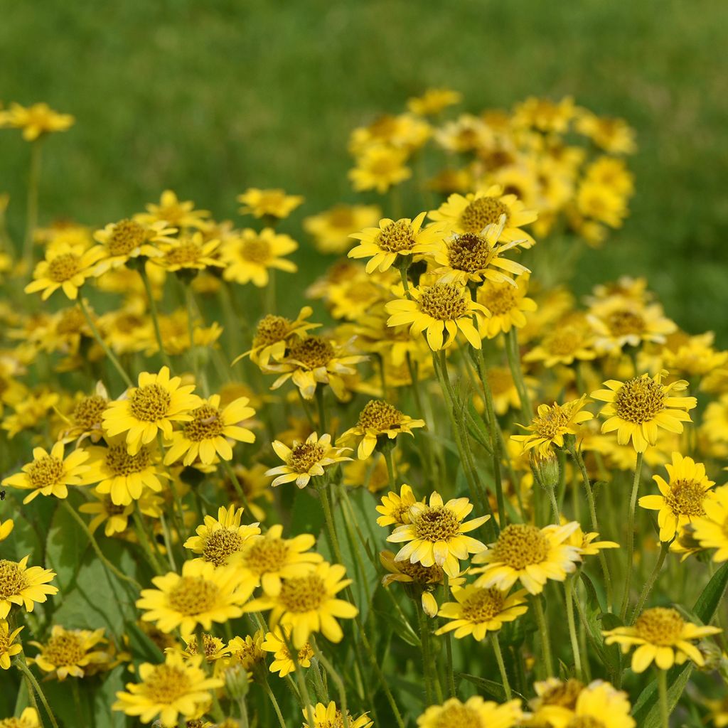 Arnica chamissonis - Valkruid
