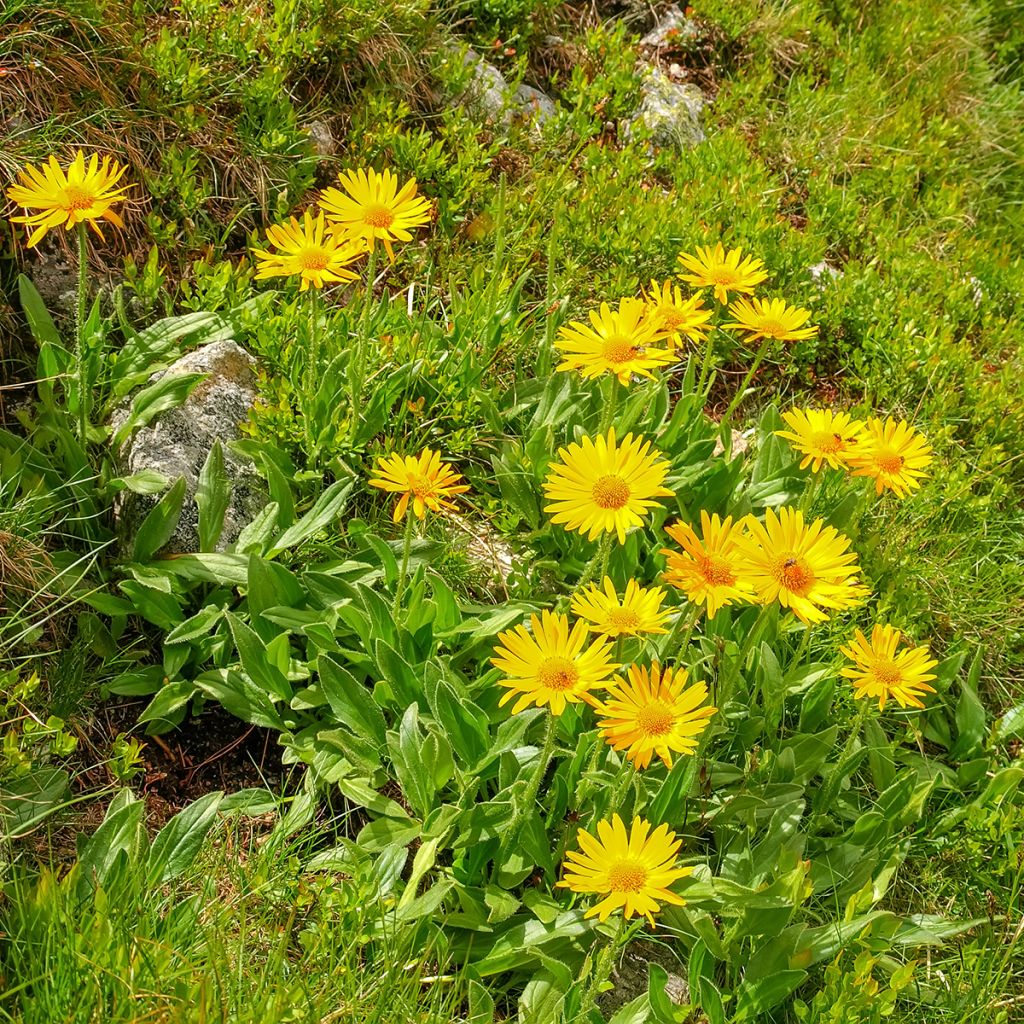 Valkruid BIO - Arnica montana