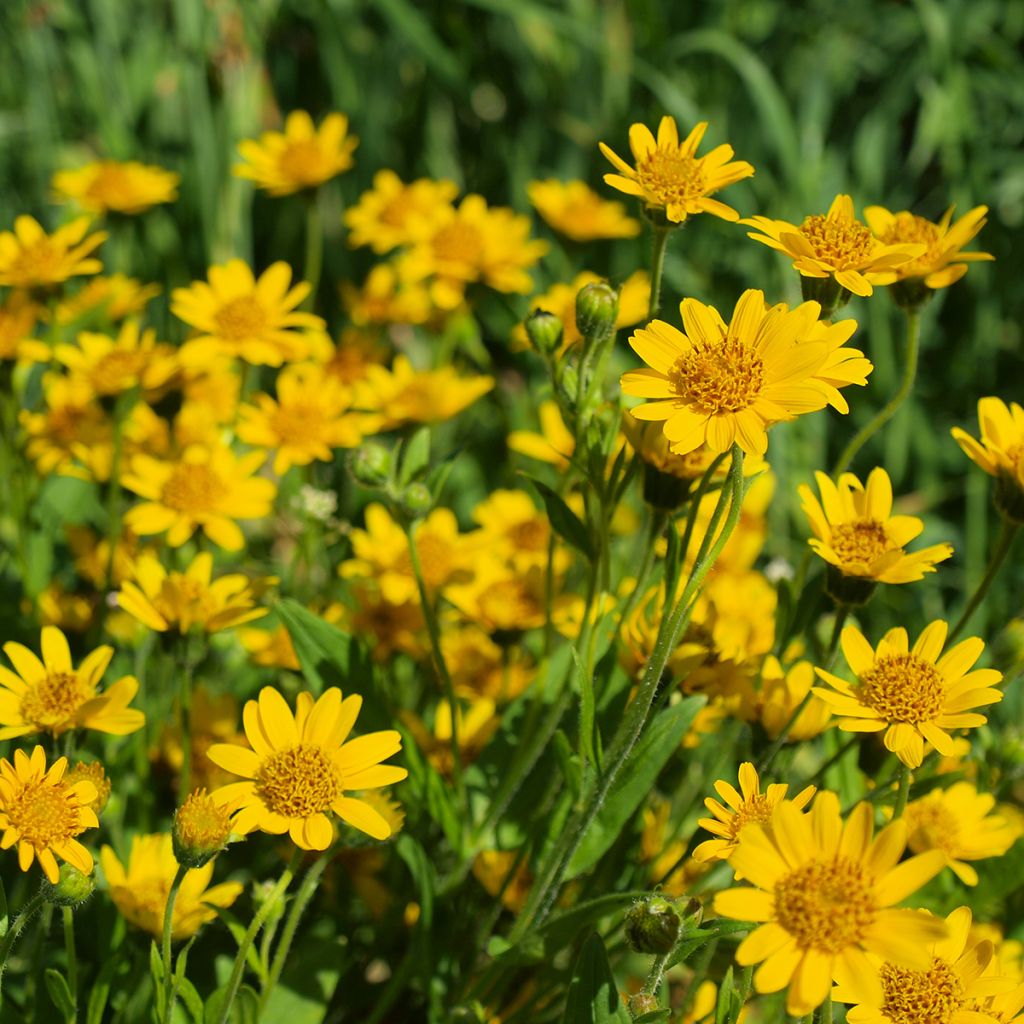 Valkruid BIO - Arnica montana
