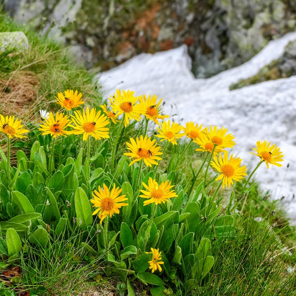 Valkruid BIO - Arnica montana