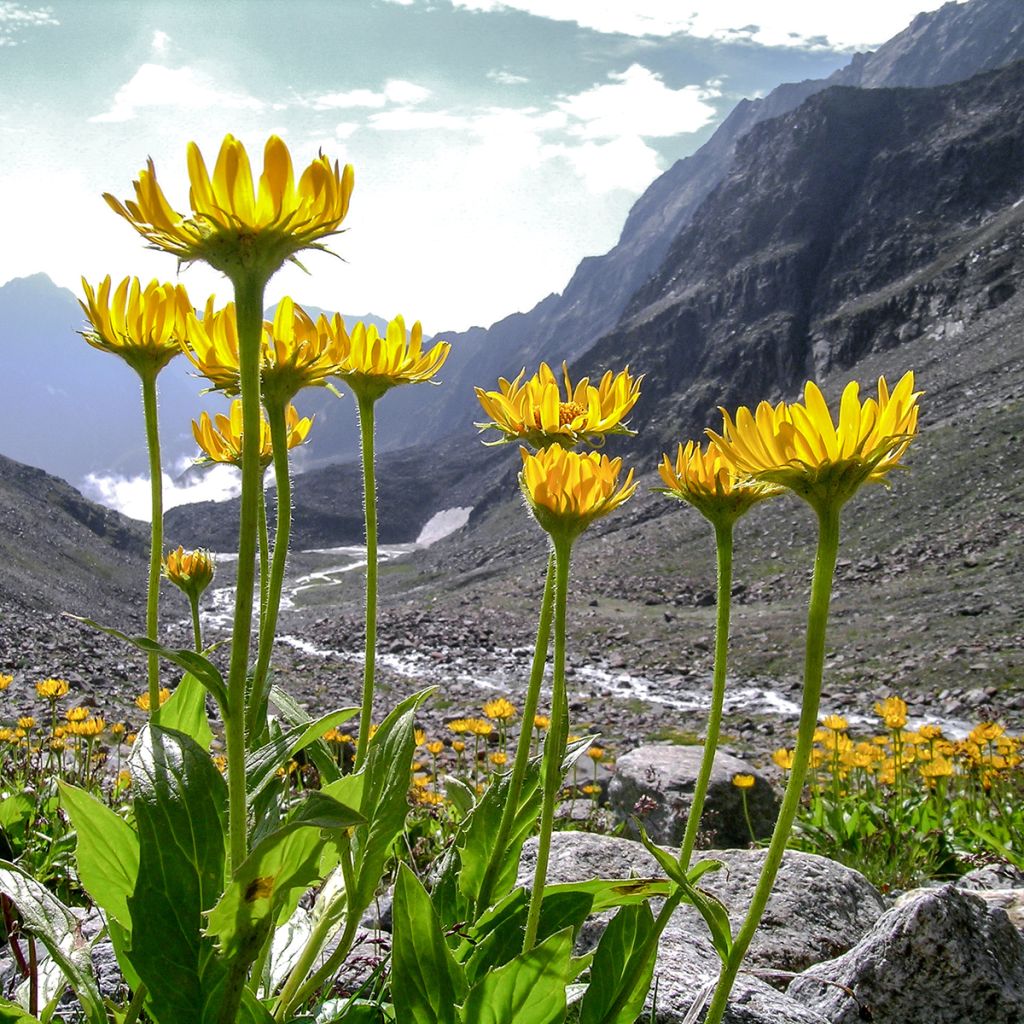 Valkruid - Arnica montana