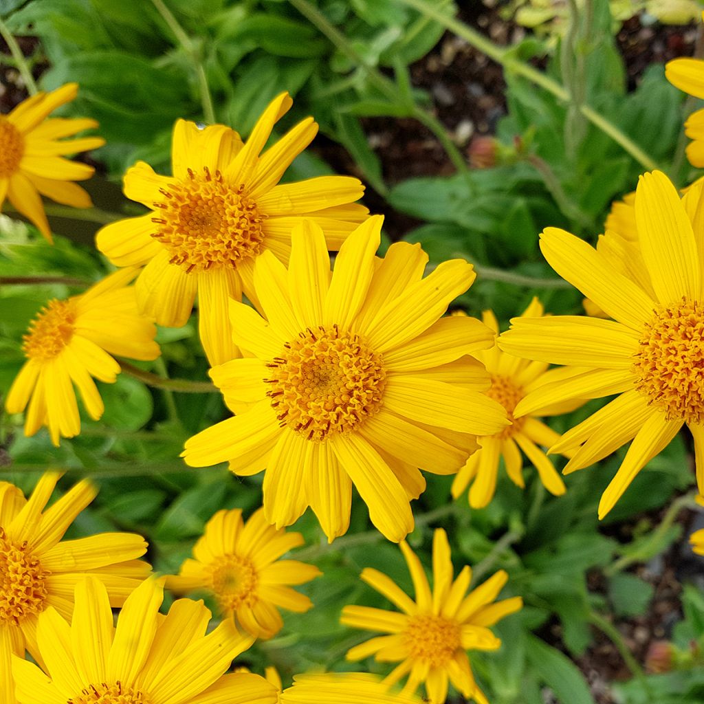 Valkruid - Arnica montana