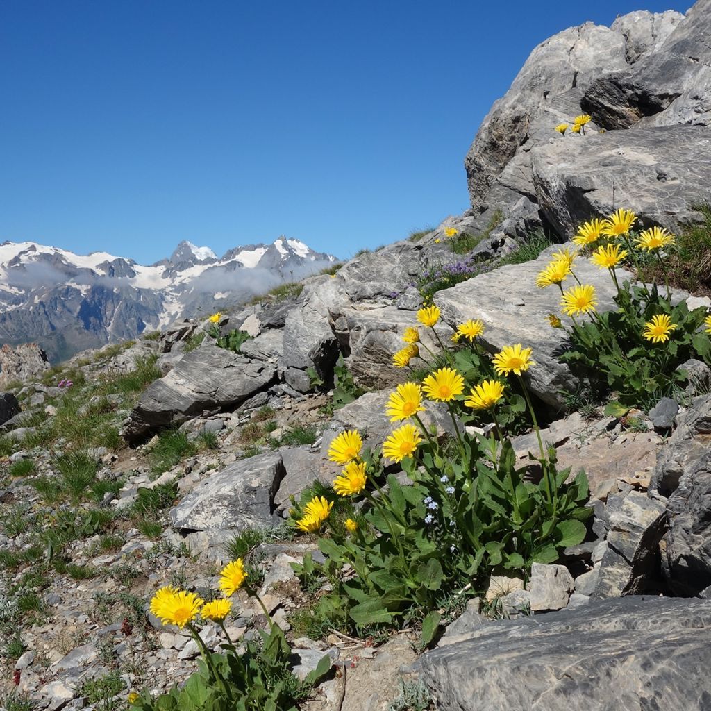 Valkruid - Arnica montana